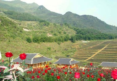 老街省沙坝的浪漫山谷—芒花 - ảnh 1