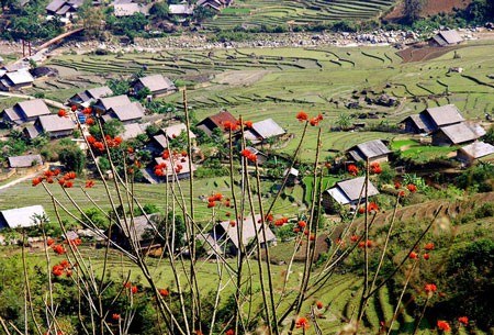 老街省沙坝的浪漫山谷—芒花 - ảnh 3