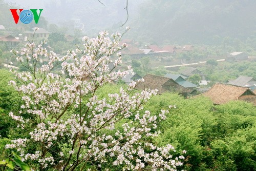 西北山区的宮粉羊蹄甲 - ảnh 6