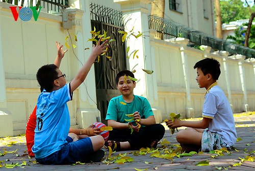 河内人面果树的夏季黄叶 - ảnh 12