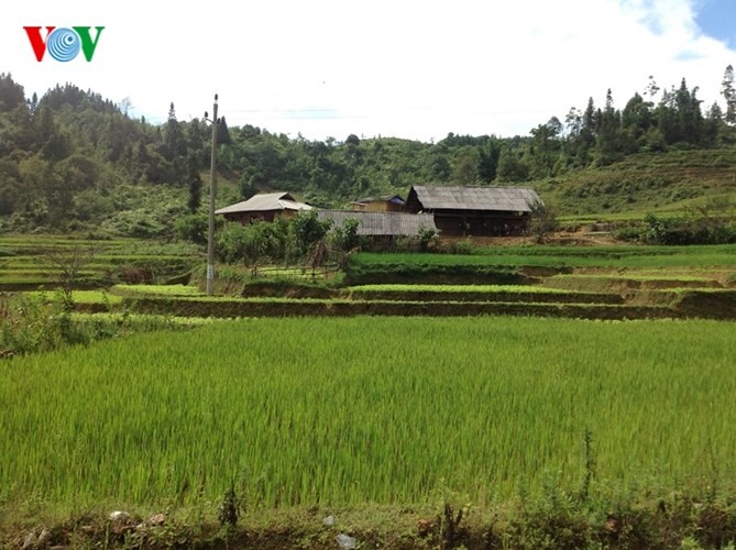 美丽的北河山谷荞麦花 - ảnh 1