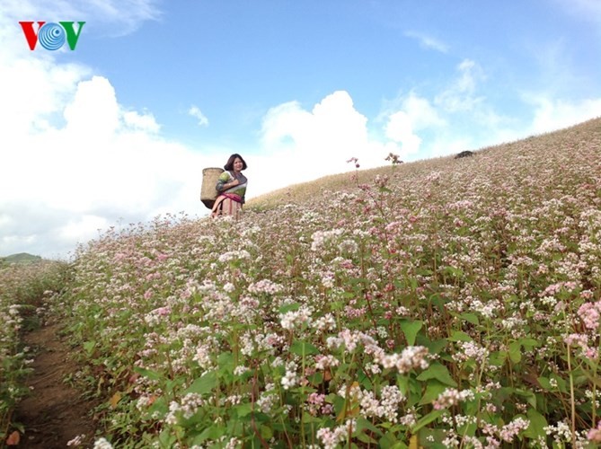 美丽的北河山谷荞麦花 - ảnh 4