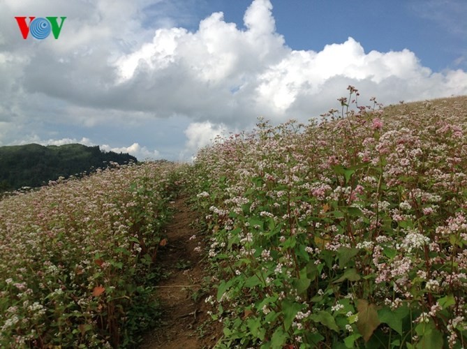 美丽的北河山谷荞麦花 - ảnh 5