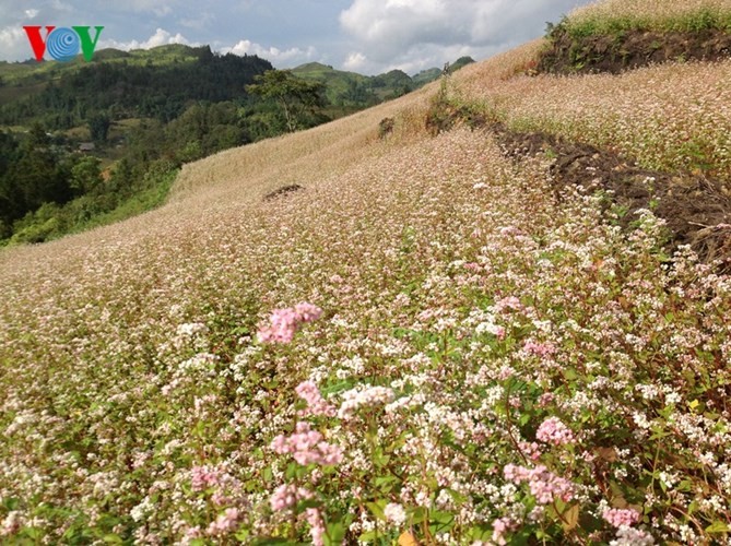 美丽的北河山谷荞麦花 - ảnh 6