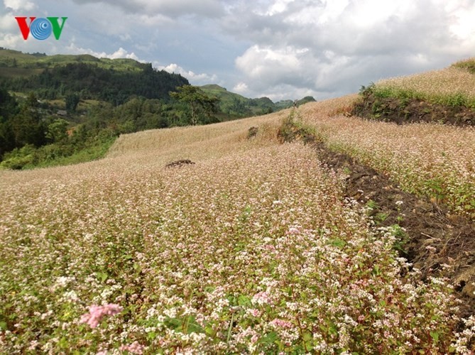 美丽的北河山谷荞麦花 - ảnh 7