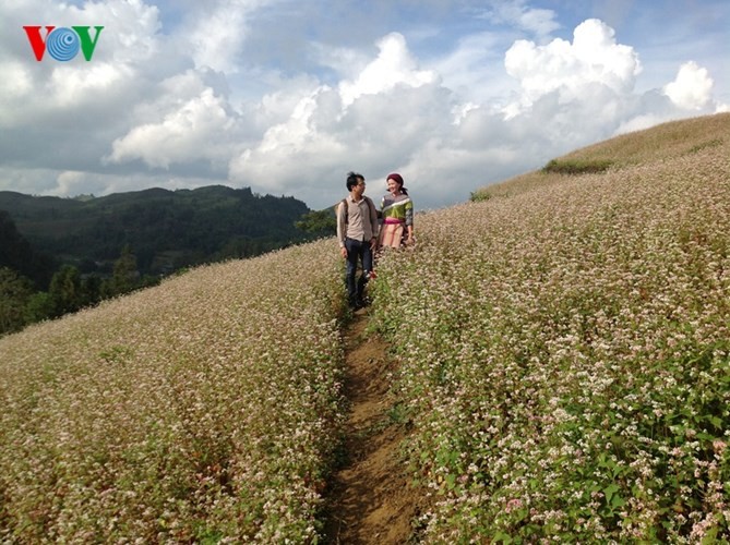 美丽的北河山谷荞麦花 - ảnh 8