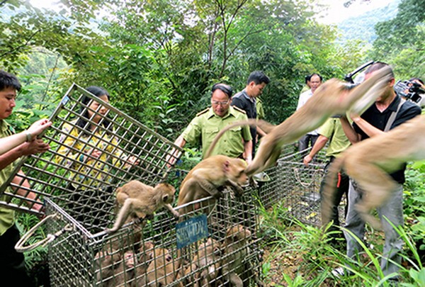 提高越南预防、打击非法销售和运输野生动植物工作效果 - ảnh 1