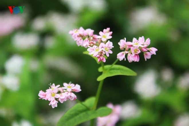 河江省——荞麦花盛开的季节 - ảnh 2