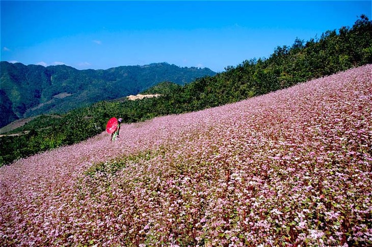 2015年第一次河江省同文岩石高原荞麦花节开幕 - ảnh 1