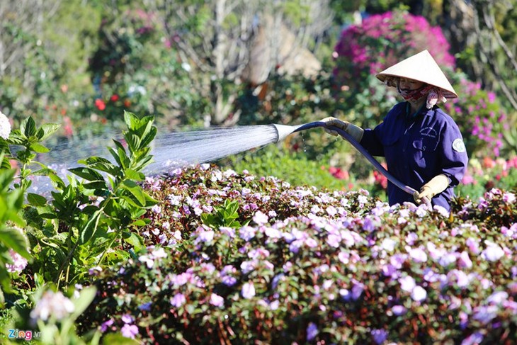 大叻市花卉节迎接新年 - ảnh 10