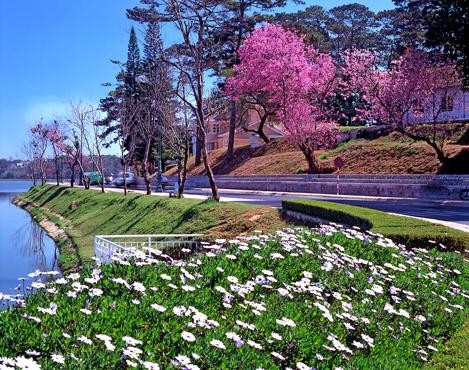 大叻市的鲜花汇聚之地——大叻市花园 - ảnh 1