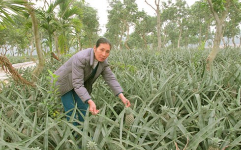 把贫瘠土地变成财富庄园的冯氏诗 - ảnh 1