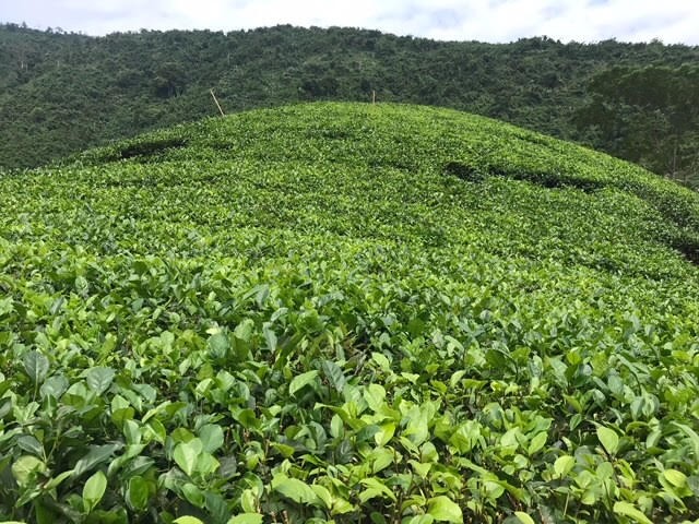 让罗朋茶走向国际市场 - ảnh 1