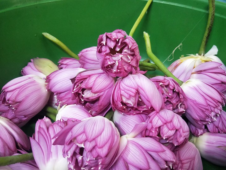 品西湖莲花茶、探究河内文化 - ảnh 4