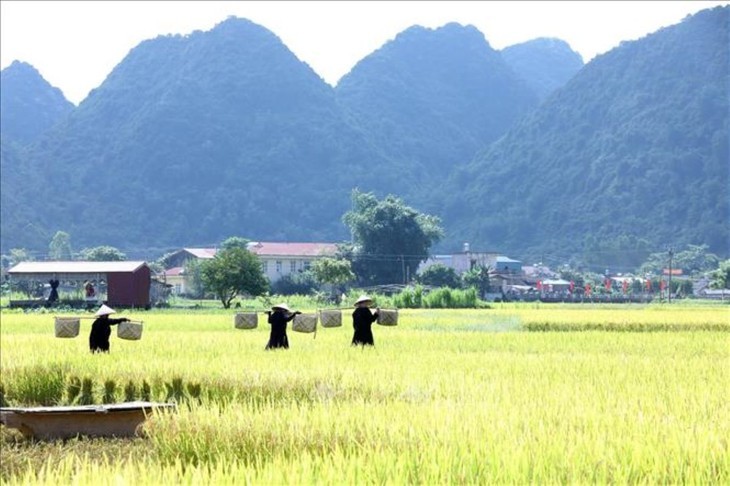 走遍全国，观赏各地金色稻田美景 - ảnh 7