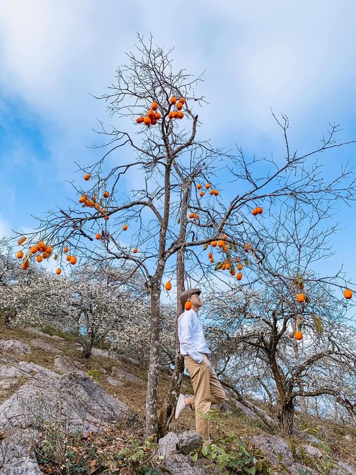 木州高原柿子成熟季节 - ảnh 6