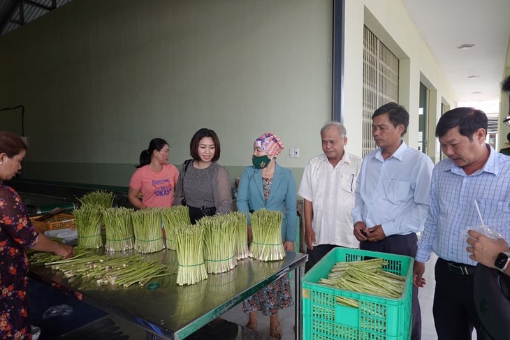 宁顺省安海乡农民因种植芦笋致富 - ảnh 1