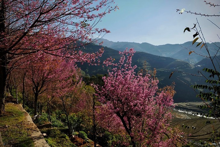 野桃花把春色洒满木江界山林 - ảnh 1