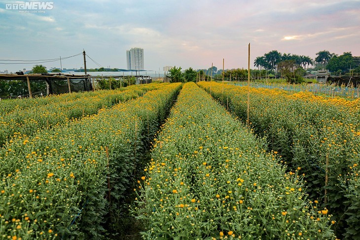 西就花村节前忙碌，癸卯新春花色更鲜 - ảnh 1