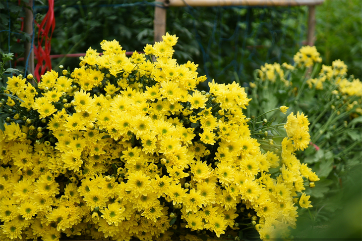 西就花村节前忙碌，癸卯新春花色更鲜 - ảnh 3