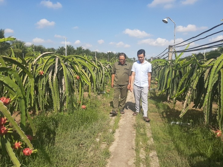 靠种植火龙果致富的农民——黎文水 - ảnh 1