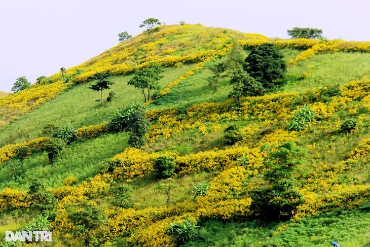 诸登亚火山上的肿柄菊花色 - ảnh 7