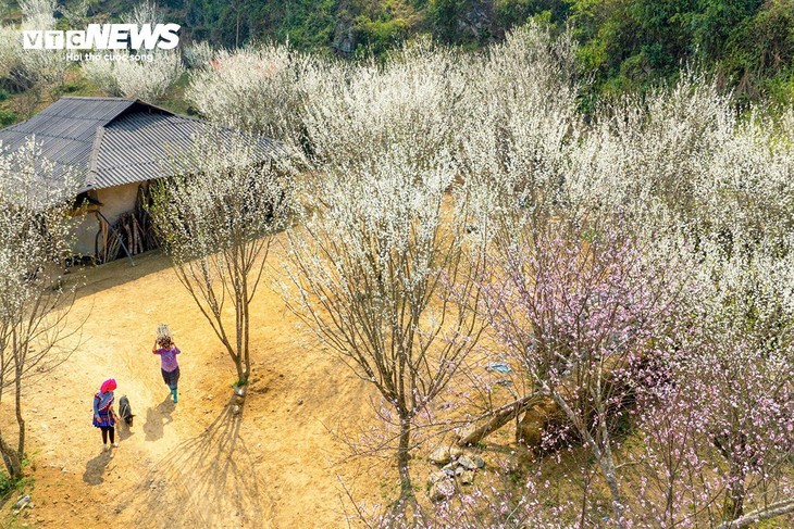 李花给左文诸高原铺上祥和的美毯 - ảnh 2