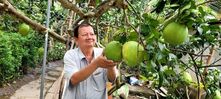 依靠生态果园建设实现致富的农民百万富翁阮文摆 - ảnh 1