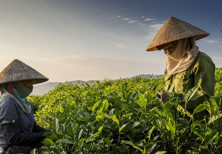 欣赏太原最美的茶山 - ảnh 1