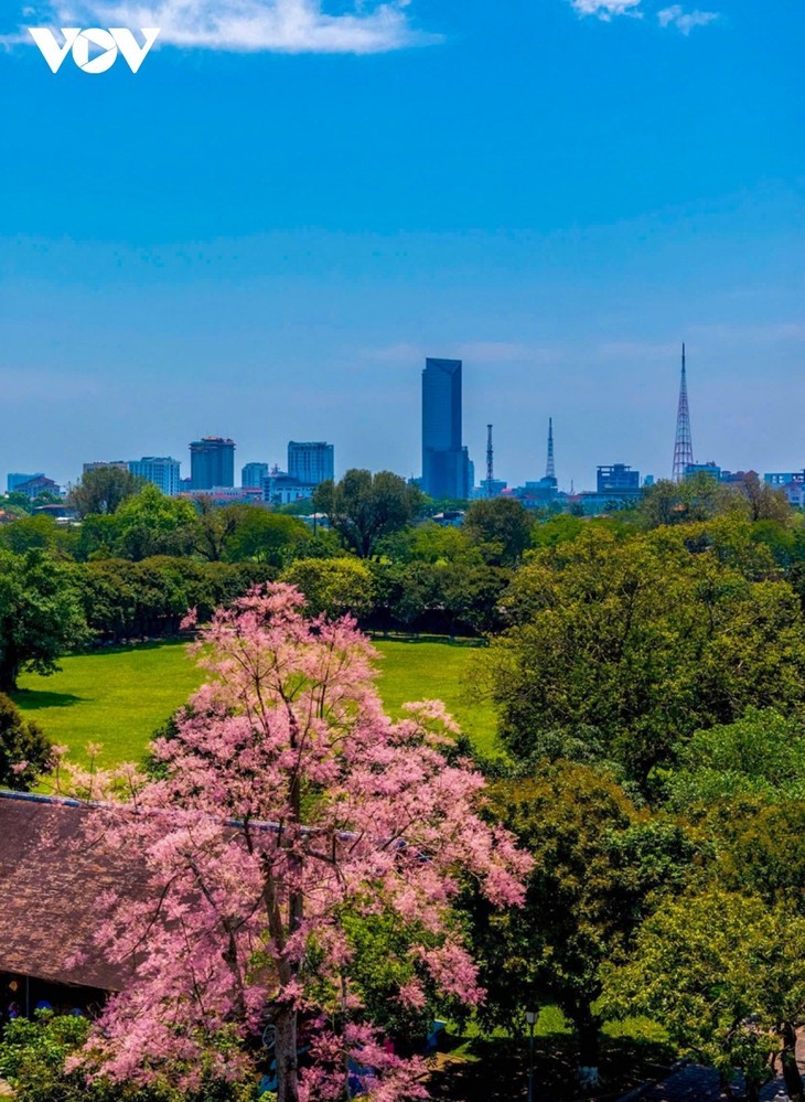 “王者之花”绽放顺化皇城 - ảnh 7