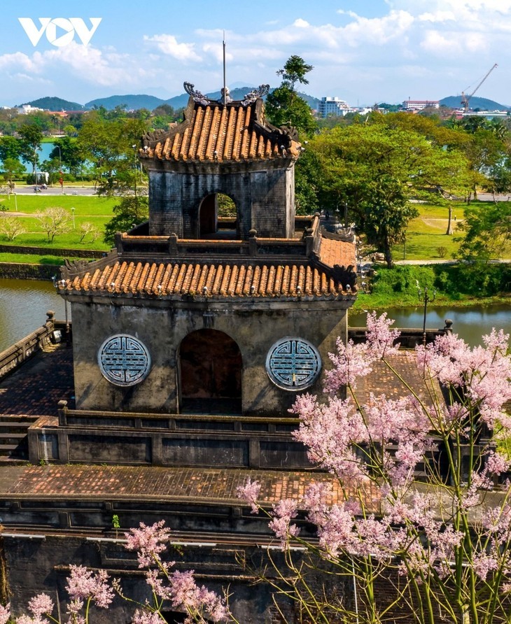 “王者之花”绽放顺化皇城 - ảnh 8