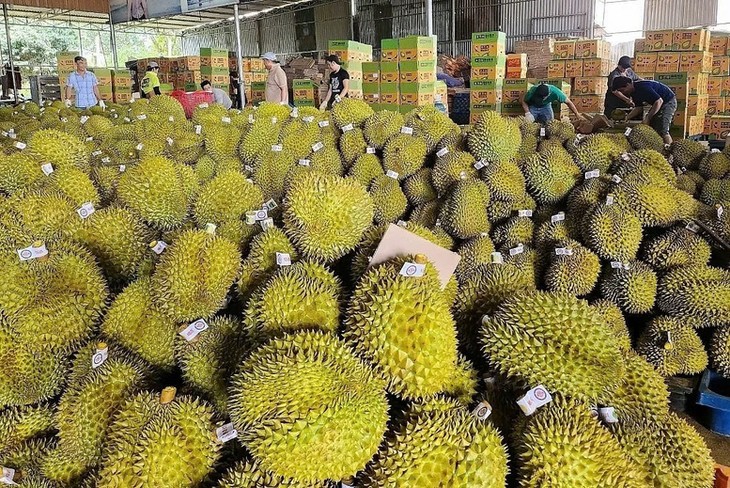 加强和推动越中经贸领域及新兴领域合作 - ảnh 2