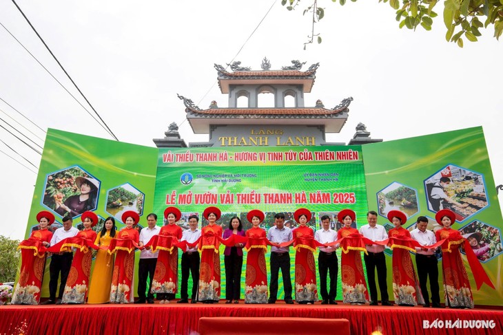 海阳省清河县：早熟荔枝迎来丰收季 - ảnh 2