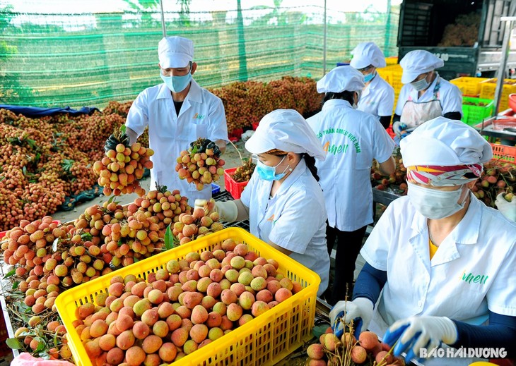 海阳省清河县：早熟荔枝迎来丰收季 - ảnh 3