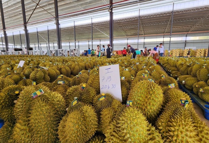 多乐省加强质量检测，维护出口榴莲声誉 - ảnh 1