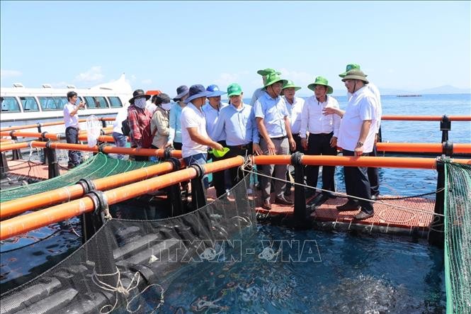 庆和省发挥中南部海域海洋养殖优势 - ảnh 1