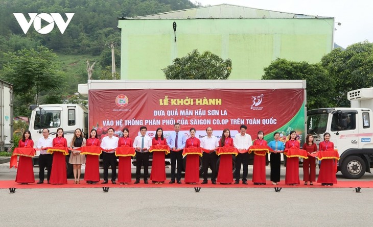 山罗省连接并拓展水果消费市场 - ảnh 3