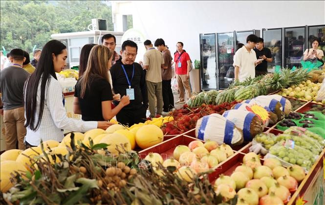 越南水果在中国市场大受欢迎 - ảnh 1