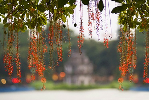 Keindahan musim Rontok di kota Hanoi - ảnh 8