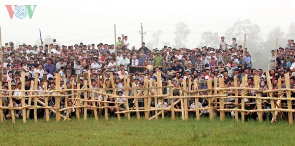  Pesta Aduan Kerbau Nghi Thai di provinsi Nghe An - ảnh 1