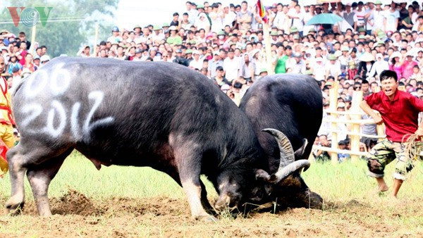  Pesta Aduan Kerbau Nghi Thai di provinsi Nghe An - ảnh 5