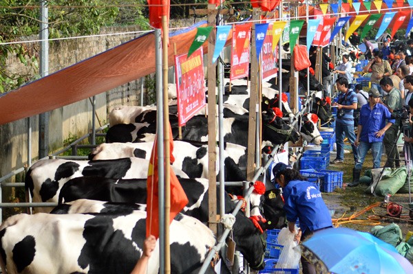 Kontes Ratu Kecantikan  Sapi Perahan di provinsi Son La - ảnh 1