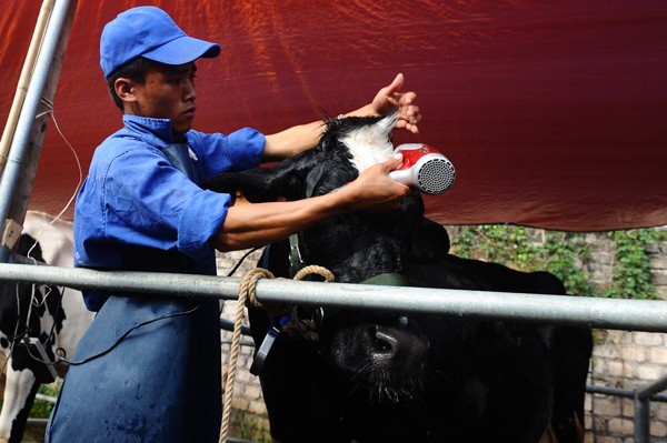 Kontes Ratu Kecantikan  Sapi Perahan di provinsi Son La - ảnh 2