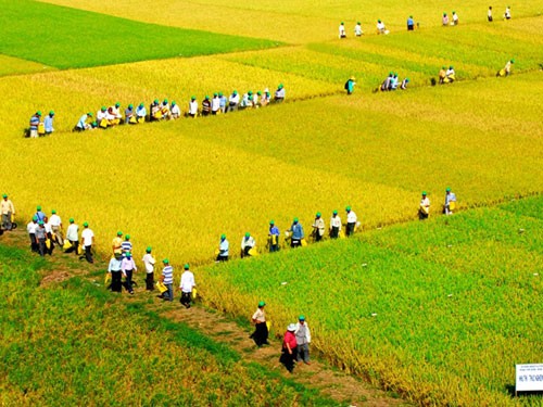 Menggandakan pola sawah percontohan besar - ảnh 1