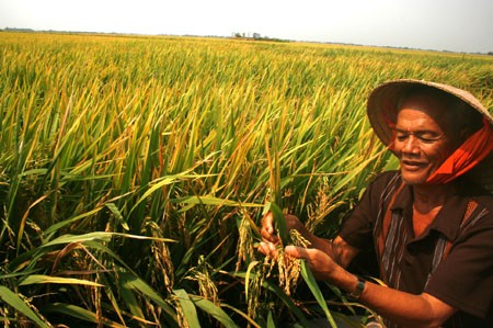 Menggandakan pola sawah percontohan besar - ảnh 3