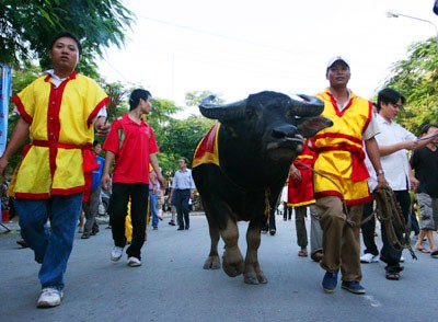 Penjelasan tentang kerbau aduan di Vietnam - ảnh 1