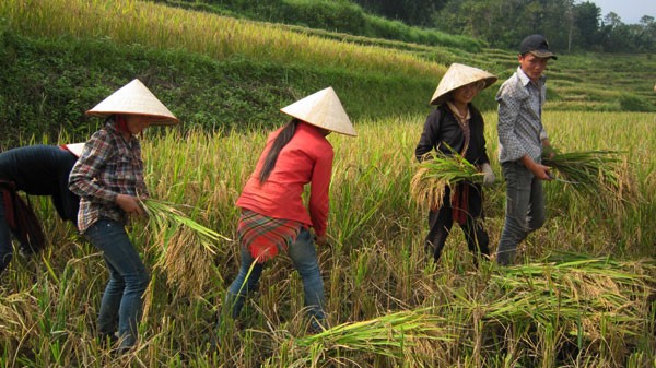 Kabupaten Mu Cang Chai dan sawah-sawah terasering yang legendaris - ảnh 2