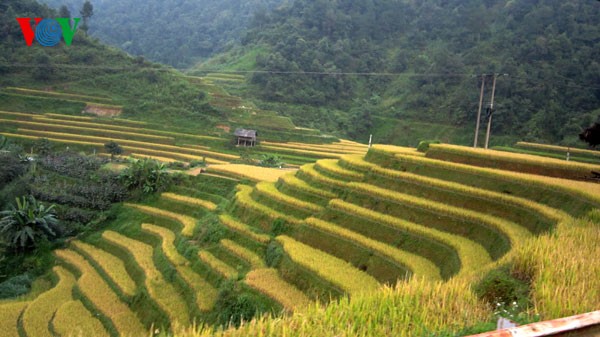 Kabupaten Mu Cang Chai dan sawah-sawah terasering yang legendaris - ảnh 1