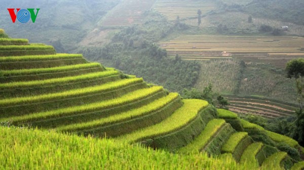 Kabupaten Mu Cang Chai dan sawah-sawah terasering yang legendaris - ảnh 3