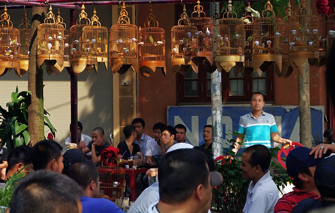 Hobi memelihara burung hias dari orang Hanoi - ảnh 3